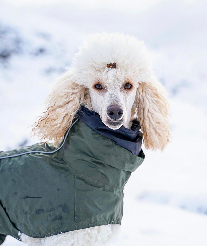 Rain Coat Winter Coats For Standard Poodles Standard Poodle Puppy
