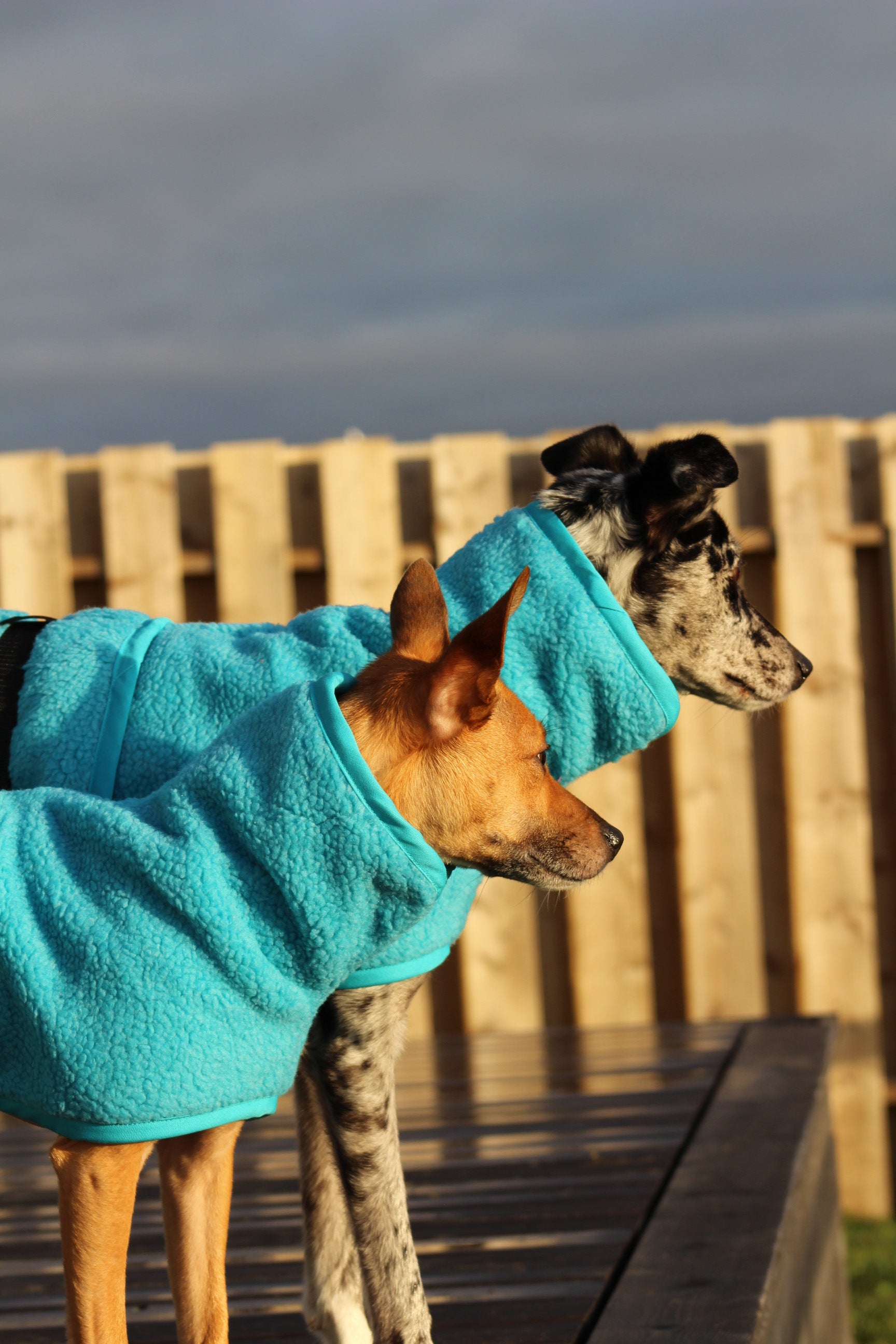 Artic fleece – jaegr | DOGWEAR